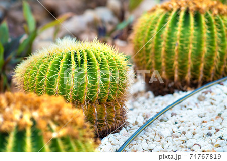 Green round tropical cactus plants with sharp spines growing on a ground covered with pebble stones outdoors in a park. 74767819