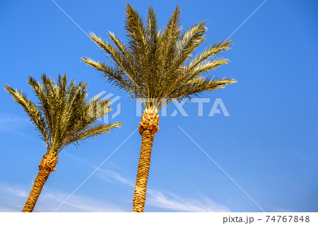 Perspective down view of fresh green palm trees in tropical region against blue vibrant sky in summer. 74767848