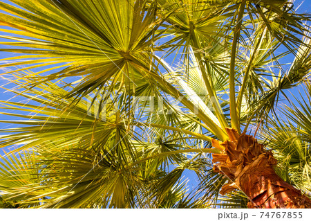 Perspective down view of fresh green palm trees in tropical region against blue vibrant sky in summer. Perspective down view of fresh green palm trees in tropical region against blue vibrant sky in summer. 74767855