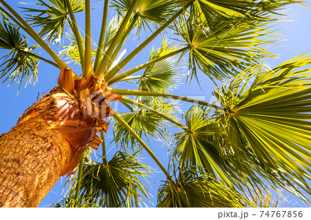 Perspective down view of fresh green palm trees in tropical region against blue vibrant sky in summer. 74767856