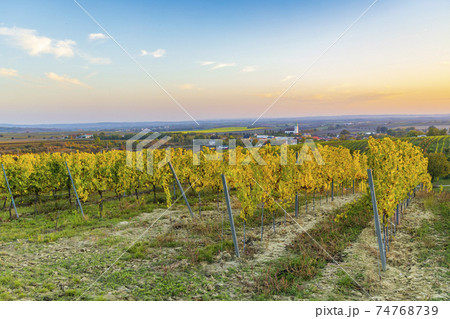 vineyard near Unterretzbach in the Weinviertel region, Lower Austria, Austria vineyard near Unterretzbach in the Weinviertel region, Lower Austria, Austria 74768739