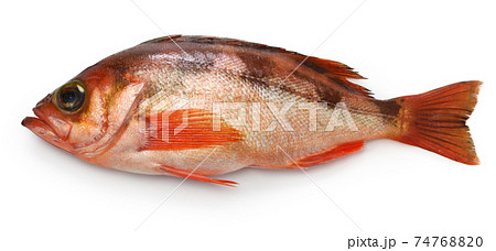 ウスメバル 74768820