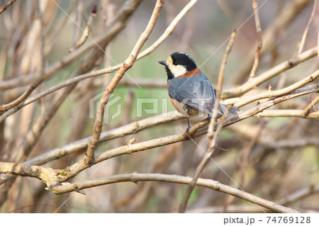 ヤマガラ 74769128