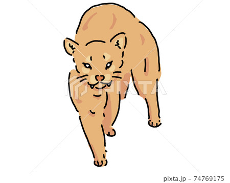 ピューマのイラスト素材