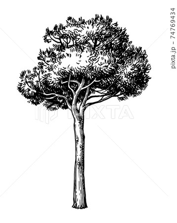 Ink sketch of stone pine tree. Ink sketch of stone pine tree. 74769434