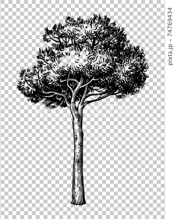 Ink sketch of stone pine tree. Ink sketch of stone pine tree. 74769434
