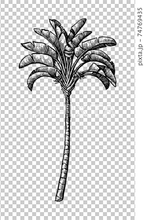 Ink sketch of ravenala palm. Ink sketch of ravenala palm. 74769435