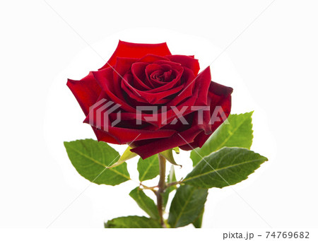 Dark red rose isolated on white background. 74769682