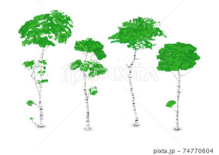 Vector birch trees set Vector birch trees set 74770604