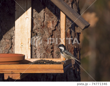 Close up coal tit or cole tit, Periparus ater bird perched on the bird feeder table with sunflower seed. Bird feeding concept. Selective focus. 74771346
