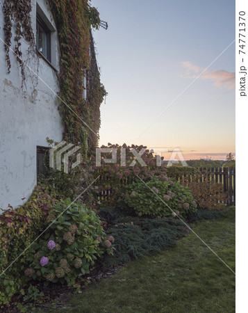 Image of Creeping hydrangea in autumn