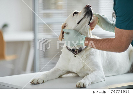 Caring Veterinarian Examining Dog at Vet Clinic Caring Veterinarian Examining Dog at Vet Clinic 74771912