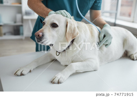 Patient Dog at Examination in Vet Clinic 74771915