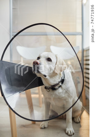 Portrait of Dog Wearing Protective Collar at Vet Clinic Portrait of Dog Wearing Protective Collar at Vet Clinic 74771936