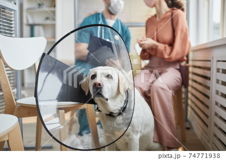 Dog Wearing Protective Collar at Vet Clinic Dog Wearing Protective Collar at Vet Clinic 74771938