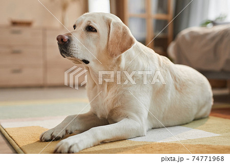 Labrador Dog Lying on Floor at Home 74771968