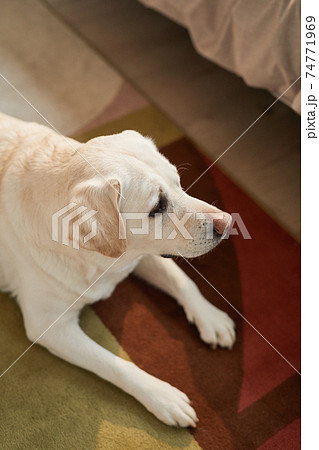 Dog Lying on Floor at Home 74771969