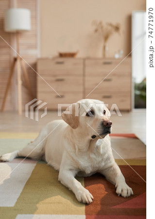 White Dog Lying on Carpet at Home 74771970