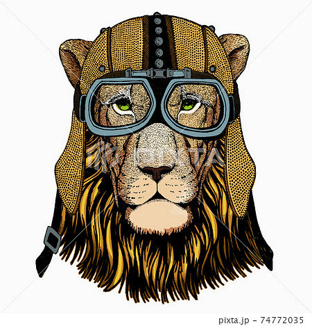 Lion. Portrait of wild lion. Safari animal head. 74772035