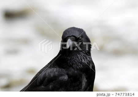 ハシボソガラス 74773814