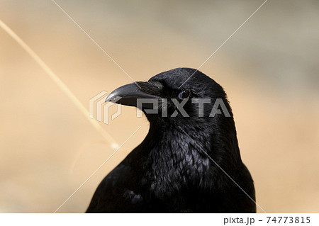 ハシボソガラス 74773815