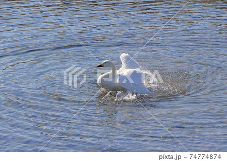 安曇野　御宝田遊水池の白鳥 74774874