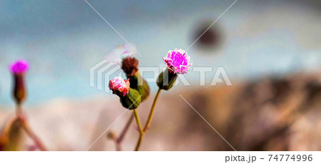 Tiny purple and white petals make up a densely packed flowers. Tiny purple and white petals make up a densely packed flowers. 74774996