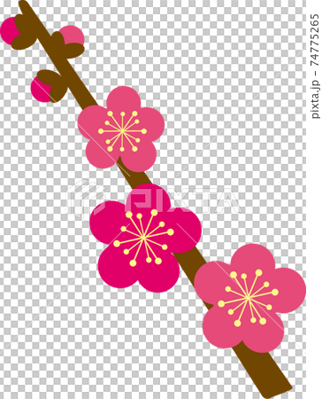 Plum blossom  74775265