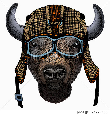 Vector bison head. Portrait of bull, buffalo. Vector bison head. Portrait of bull, buffalo. 74775300