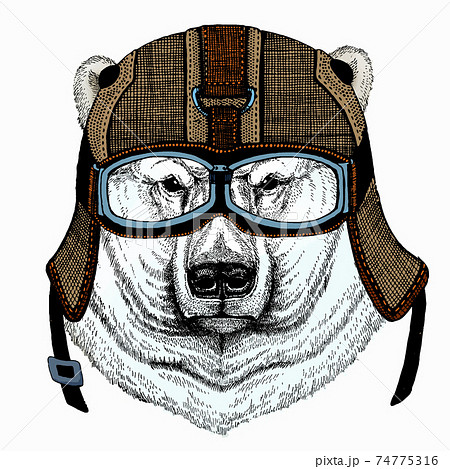 Polar bear head. Vector animal portrait. 74775316