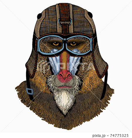 Baboon, monkey, ape. Vector portrait of wild animal. 74775325