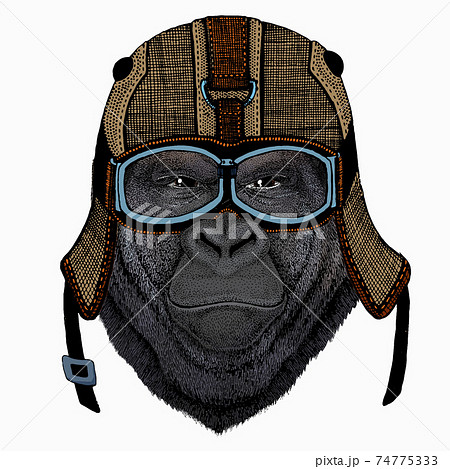 Gorilla head. Vector illustration. Wild animal portrait. 74775333