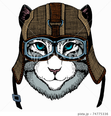 Cat head. Vector animal portrait. Face of kitten. 74775336