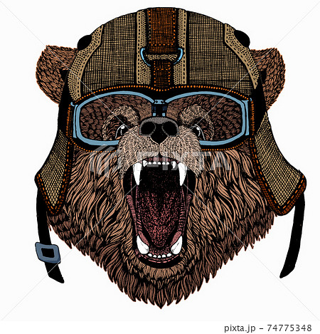 Bear wild animal face. Grizzly cute brown bear head portrait. 74775348