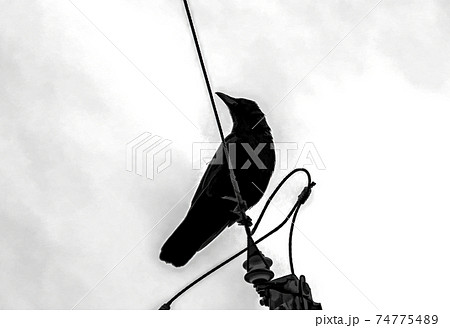 Black crow, against the backdrop of a white sky, that looks to, or stares at, something to its right 74775489