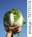 収穫仕立ての白菜 74775578