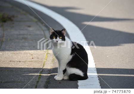 見つめてくる猫 見つめてくる猫 74775870