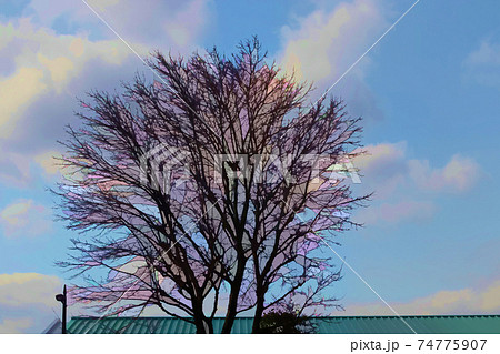Leafless tree branches, against the backdrop of a partly cloudy, blue sky. 74775907