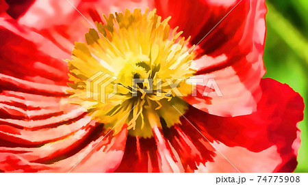 Bright yellow stamen of an open poppy flower's red petals 74775908