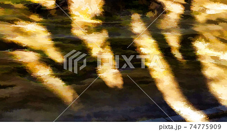 Golden sun rays cast dark shadows of trees and branches onto yellow, dried out grass. 74775909