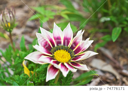 カラフルなガザニアの花 カラフルなガザニアの花 74776171