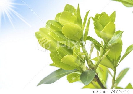 新緑のイメージ_若葉と光 新緑のイメージ_若葉と光 74776410