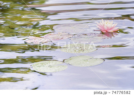 Pink water lily and green pads in rippling water Pink water lily and green pads in rippling water 74776582