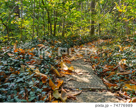 秋 あき 秋の 74776989