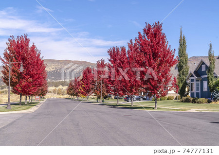 Colorful red maple trees lining an urban street 74777131