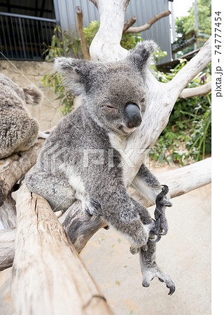 ユーカリの木の上で休むオーストラリアのコアラの写真素材