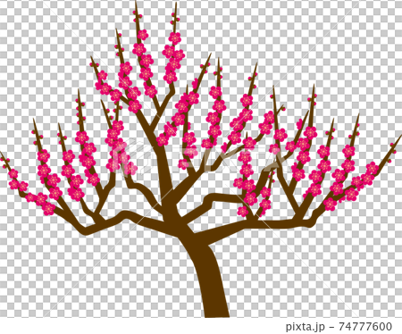 Plum blossom  74777600
