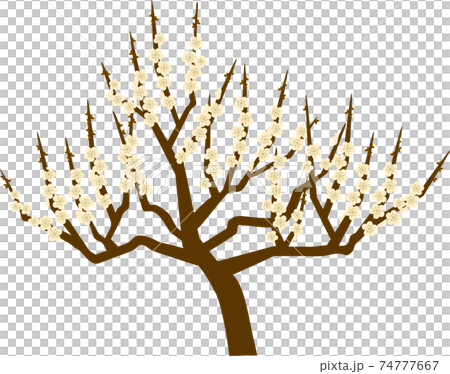 White plum 74777667