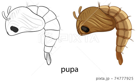 Mosquito pupa in colour and doodle isolated 74777925
