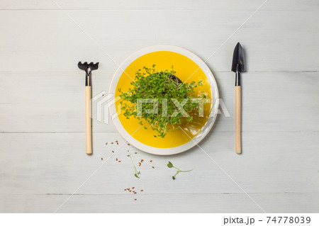 Micro-greenery in a pot on a bright yellow plate and miniature gardening tools. Top view on a gray wooden background, with space 74778039